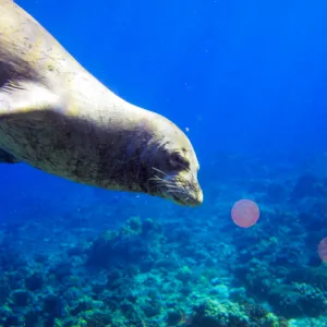 Sea Lion swims nearby