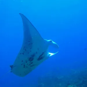 Manta ray swims nearby