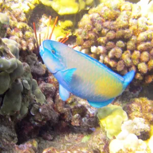 Bright blue and yellow fish