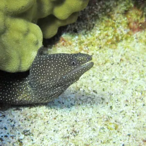 Eel surfaces from under coral protection