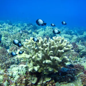 School of fish swims near coral