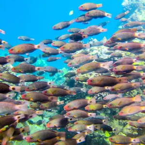 Close up shot of a school of fish