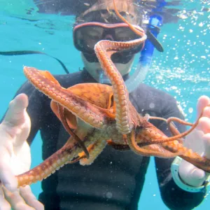 Man comes in contact with a small octopus