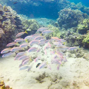 GoPro capture of school of fish