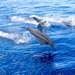 A group of dolphins jumping out of water in Maui, Hawaii