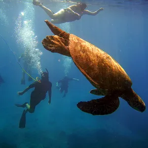 Group swims very close to a sea turtle