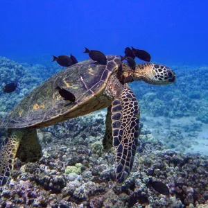 Turtle swims with school of black fish