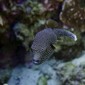 black and white spotted fish
