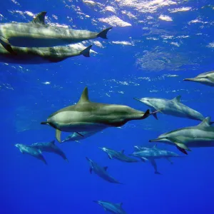 School of Dolphins