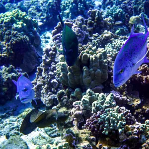 Three blue fish look at camera