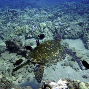 Sea Turtle swims with a school of black fish