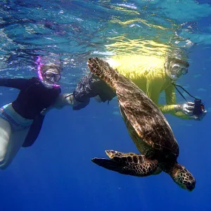 Sea Turtle dives down