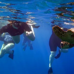Sea Turtle swims near surface of ocean