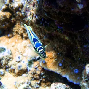 Fish swims up to camera lens