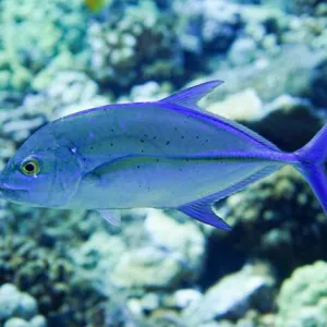 Close up of blue colored fish