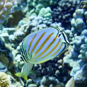 Close Up Capture of Colorful Fish
