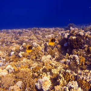 GoPro Capture of Two Fish