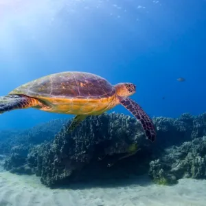 Sea Turtle