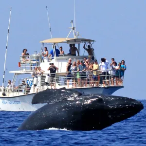 Whale With Aqua Adventure