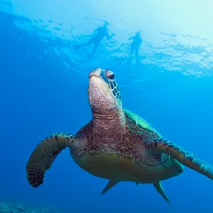 a turtle swimming under water