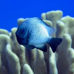 a group of fish underwater