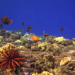underwater view of a coral