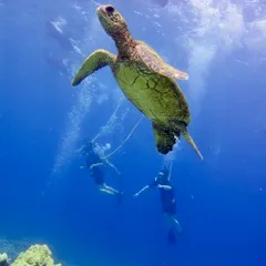a person swimming in the water